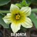 Bryonia 30ch Boiron Homeopathic Medicine 30CH 1 Count (Pack of 1) - Buy Online on GoSupps.com
