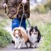 Sweetie Dual Shock Absorbing Bungee Dog Lead Splitter - Ideal for Walking 2 Small to Medium Dogs - Reflective Stitching, No Tangle Design - Buy Online on GoSupps.com