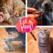 Premium Matatabi Cat Dental Chew Sticks - Natural Silvervine Toothbrush Toy for Cats - Teeth Cleaning & Oral Care - PrettyKitty Cat Toy - Buy Online on GoSupps.com