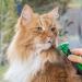 Fino Pet Cat Brush Size M - Ideal for Medium & Large Cats | Short & Long Hair Fur Care | Underproof Brush & Flea Comb Accessories - Buy Online on GoSupps.com