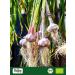 Biojoy Organic Garlic Powder 1kg - Additive-Free Finely Ground Allium Sativum for International Shipping - Buy Online on GoSupps.com