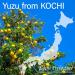 Yuzu Juice Powder (50g)- Refreshing Yuzu Aroma from Kochi Toppings for Cooking YAMASAN  - Buy Online on GoSupps.com
