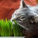 Pretty Kitty Premium Cat Grass Seed Mixture - 10 Bags x 25g | Natural Cat Treats & Plant Seeds for 100 Pots - Buy Online on GoSupps.com