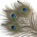 Soarer Long Peacock Feathers Bulk - 25pcs 32-35 inches for Vase, Holiday Decoration & DIY Crafts - Buy Online on GoSupps.com
