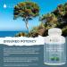 Purely Holistic Pine Bark Extract 350mg 180 Vegan Capsules 95% Proanthocyanidins - French Maritime Pine Bark Extract - Non GMO & Pesticide Free Antioxidant Supplement - Buy Online on GoSupps.com