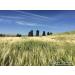 Joseph's Grainery Unhulled Barley 18 Lbs - Whole Grain, Non-GMO, Kosher Certified - Buy Online on GoSupps.com