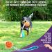 Chew King Fetch Balls: Durable Natural Floating Dog Toy with Squeaker Ball - 4.5 - Buy Online on GoSupps.com