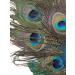 Peacock Feather Hair Clip - Retro Wedding Carnival Party Hairpin for Women and Girls - Buy Online on GoSupps.com