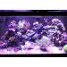 AquaticHI 27 inch Aquarium Tongs - 100% Reef Safe | Multi Purpose Fresh and Saltwater Fish Tank Tool for Clip Plants, Spot Feed Fish and Coral | Keep Hands Dry - Buy Online on GoSupps.com