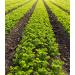 San Antonio Whole Celery Seeds - 18 oz | Premium Quality - Buy Online on GoSupps.com