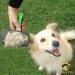 Golden Pets Self-Cleaning Dog & Cat Brush | Improved Version for Short to Long Hair | Fast Cleaning & Nursing Dish for Small to Large Animals - Buy Online on GoSupps.com