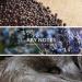 Territoire Eau De Parfum Men's Cologne (Wild) - Bold and Seductive Fragrance - Buy Online on GoSupps.com