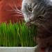 Pretty Kitty Cat Grass Seeds - 25g for 10 Pots | Natural Cat Treats | Premium Grass Seeds for Your Feline - Buy Online on GoSupps.com