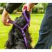 Gencon All-in-1 Headcollar and Lead Right-handed Purple/Pink - Buy Online on GoSupps.com