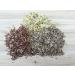 Organic Broccoli Sprouts 200g | Premium Broccoli Seeds for Growing Healthy Sprouts - Fast International Shipping - Buy Online on GoSupps.com