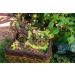 SuperMoss Fairy Garden Kit - 4 oz Mixed Mosses (50310) - Buy Online on GoSupps.com