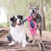 KONG Floppy Knots Elephant Toy for Medium/Large Dogs - Internal Knotted Ropes, Minimal Stuffing - Buy Online on GoSupps.com