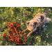 Twinkys Dog Style Tow Leash 7.5m Rubberized 20mm For Dogs Up to 50kg Hand Loop-Free Orange Made in Germany - Buy Online on GoSupps.com