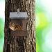 Relaxdays Wooden Squirrel Feeder House with Weatherproof Metal Roof - Hanging Garden Station in Dark Brown - Buy Online on GoSupps.com