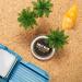 Ballsy Body & Groin Rub Cologne for Everywhere with Beeswax Coconut and Sunflower Seed Oil Sun and Surf .85 oz - Buy Online on GoSupps.com