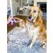 Vetericyn Plus Antimicrobial Hot Spot Spray for Dogs, Cats, and Pets | Itch & Sore Relief | 237 ml - Buy Online on GoSupps.com