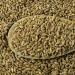 Organic Einkorn Berries - 5 lbs | Premium Quality | Whole Grain | Non-GMO | Pack of 1 - Buy Online on GoSupps.com