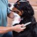 Knot Out Electric Pet Grooming Comb by Allstar Innovations - Remove Knots and Tangles with Ease - Buy Online on GoSupps.com