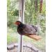 Handmade USA Chicken Swing Toy for Coop - Natural & Durable Perch for Rooster, Hens, Chicks - Entertainment & Stress Relief for Poultry & Parrots - Buy Online on GoSupps.com