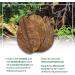 Arka Myscape Catappa Leaves - 10 Natural Seafaring Tree Leaves for Freshwater Aquariums | 8-12cm Enhances Fish & Shrimp Health - Buy Online on GoSupps.com