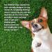 Pretty Pooch Artificial Grass Cleaner for Dogs 1L - Super Concentrate Disinfectant & Deodorizer (Fresh Cut Grass) - Makes 10 Litres | Buy Now - Buy Online on GoSupps.com