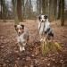 Dogeline Double Leash Practice Line for Medium Dogs - 39 Colors Stable 2.40m Length - Shop Now - Buy Online on GoSupps.com