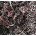 Wildcrafted Purple Sea Moss from St. Lucia - 100% Natural & Raw - 4oz Pack - Hard to Find Irish Moss - Buy Online on GoSupps.com