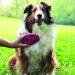KONG ZoomGroom Dog Brush - Large Dogs - Blue - Grooming and Shampooing Tool - Buy Online on GoSupps.com