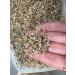 Buy Bio Alfalfa Lucerne Germ Seed - 1kg for Delicious Sprouts & Healthy Salads - International Shipping Available - Buy Online on GoSupps.com