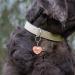 Soulhorse Exclusive Bridle Pendant - Lucky Charm for Horses Ponies & Dogs | Rose Gold Heart Brand Accessories - Buy Online on GoSupps.com