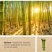Eco-Friendly Bamboo Cotton Swabs - 55 Biodegradable Ear Sticks for Babies | Safe Sustainable Alternative to Plastic & Wood - Buy Online on GoSupps.com