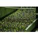 Gaea Pitted Mixed Greek Olives - Green, Black & Brunettes (5.3 oz) - Buy Online on GoSupps.com