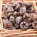 Eucalyptus Seed Pods | 240g Bag | Approx. 120 Pieces | 1.5-3cm | Natural Decor, Crafts - Buy Online on GoSupps.com