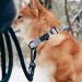 Made to ROAM Oregon Haze Size 4 Premium Dog Collar - Heavy Duty Nylon with Metal Buckle - Buy Online on GoSupps.com