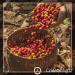  Kaffee Globetrotter Kaffee Globetrotter - Coffee with Heart - Nicaragua Fancy Flores del Caf - 1000g Fine Ground - Premium Fair Trade Coffee for Women - Support Social Projects - Buy Online on GoSupps.com