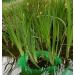 Buy EXCOLO 4x Spawning Aid Brush - Koi Spawning Aid for Pond Fish | International Shipping Available - Buy Online on GoSupps.com