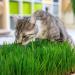 PFOTELOMP XXL Cat Grass Re-Planting Set | Wheat Grass & Earth | DIY Pot Kit for Cats - Ideal for Porcelain & Bamboo - Buy Online on GoSupps.com