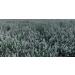 From The Field Catnip Buds 1oz: Premium Organic Catnip for Maximum Fun - Buy Online on GoSupps.com