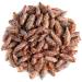 Pine buds tea quality - pine branches or pine buds needles - pine harvest pine buds bio pine pine pine buds tea pine buds 350g