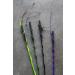 Intrepid International Purple Lunge Whip - Buy Online on GoSupps.com