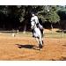 Equine Synergy MEGA BIOTIN + Maximum Biotin (40mg) Enhanced Absorption aids Accelerated Hoof Repair Concentrated Formula Helps Prevent Laminitis - Buy Online on GoSupps.com
