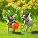 KONG Jumbler Ball: Interactive Fetch Dog Toy with Tennis Ball - Medium/Large Dogs (Assorted Colors) - Buy Online on GoSupps.com