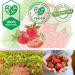 Buy Lubs Organic Fruit Bar Strawberry - 10x 30g | Vegan Gluten-Free Snack | Fresh Fruit Slices - Buy Online on GoSupps.com