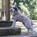 Buy CANICOAT Dog Bathrobe Lavari - 100% Cotton Oeko-TEX Certified | Size 10 Beige - Ideal for Pet Bath Time - Buy Online on GoSupps.com