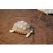 Floragard Turtle Soil & Terrarium Substrate 20L | Natural Bedding for Reptiles - International Shipping Available - Buy Online on GoSupps.com